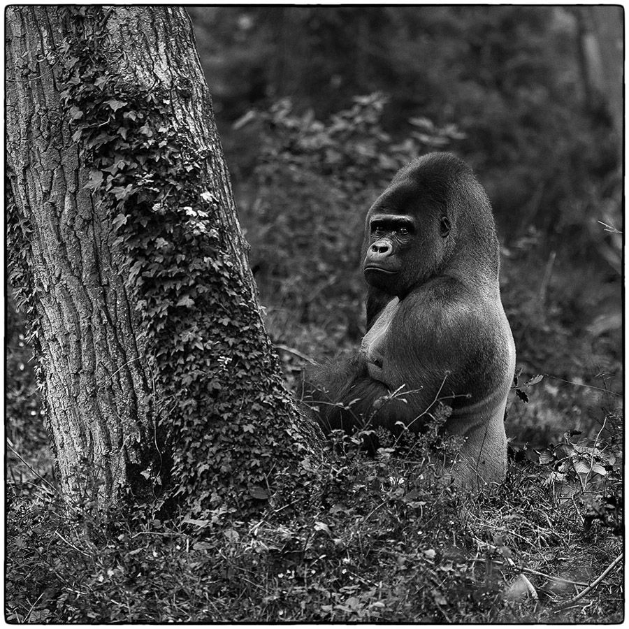 Gorille - Photo Alain Besnard