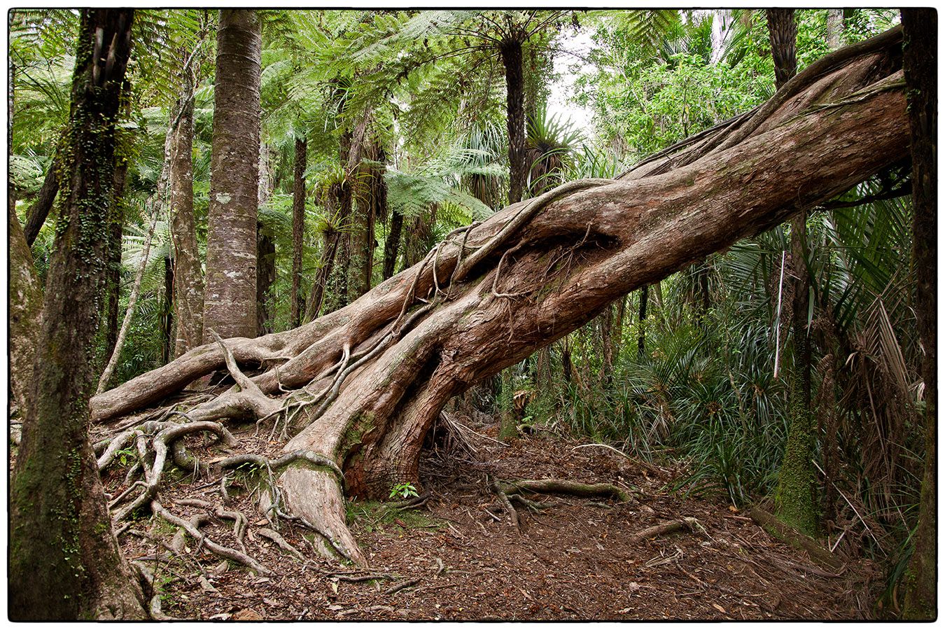 Arbre penché - Photo Alain Besnard