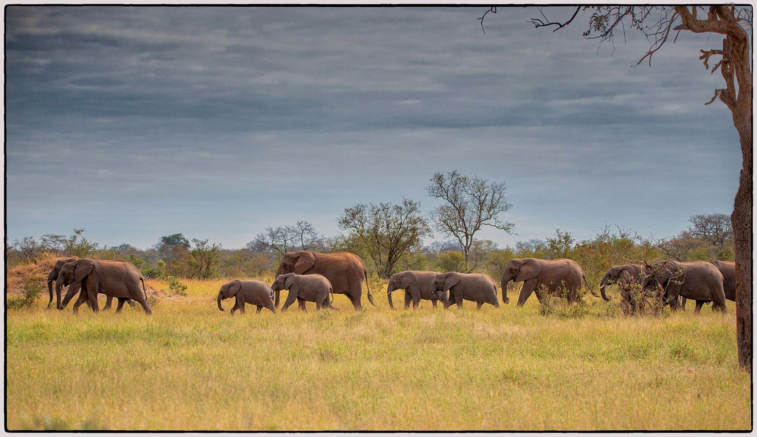 A la queue leu leu - Photo Alain Besnard