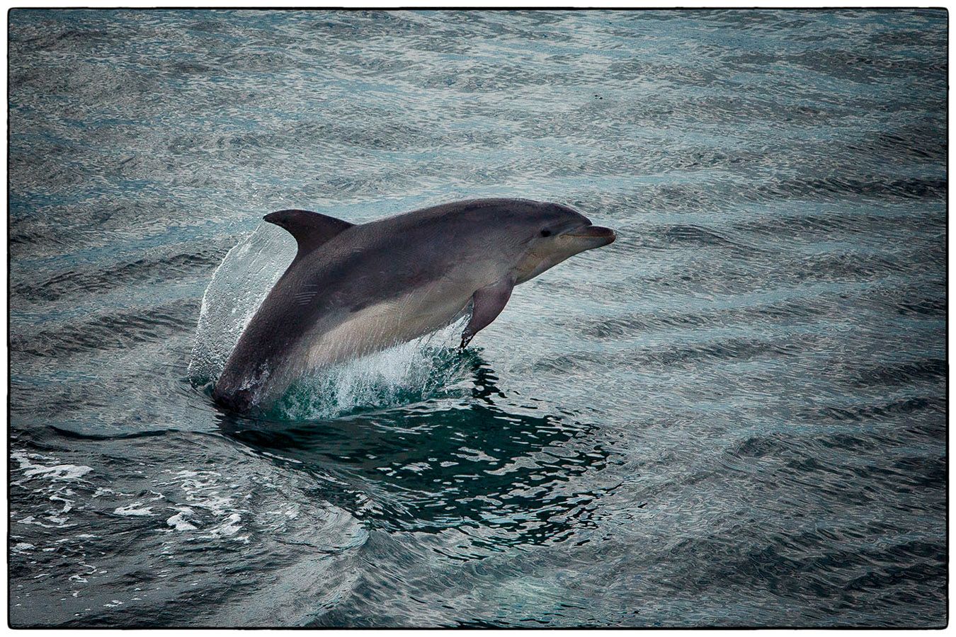 Dauphin - Photo Alain Besnard