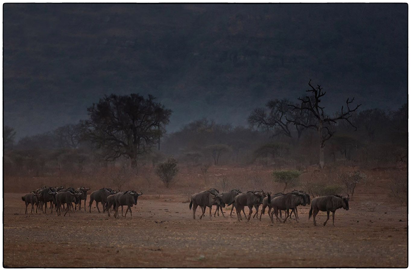 Gnous au petit matin - Photo Alain Besnard