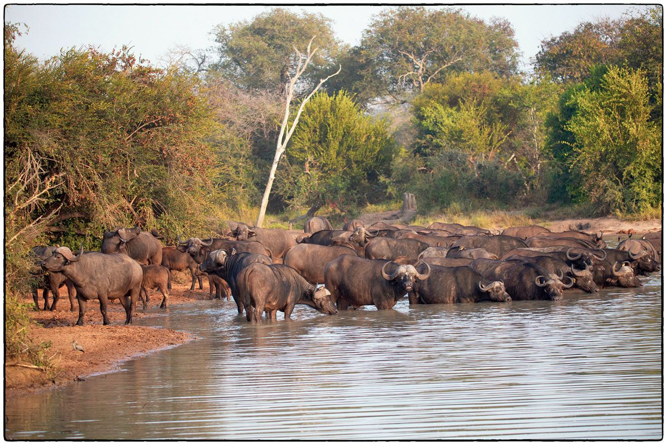 Troupeau de buffles - Photo Alain Besnard