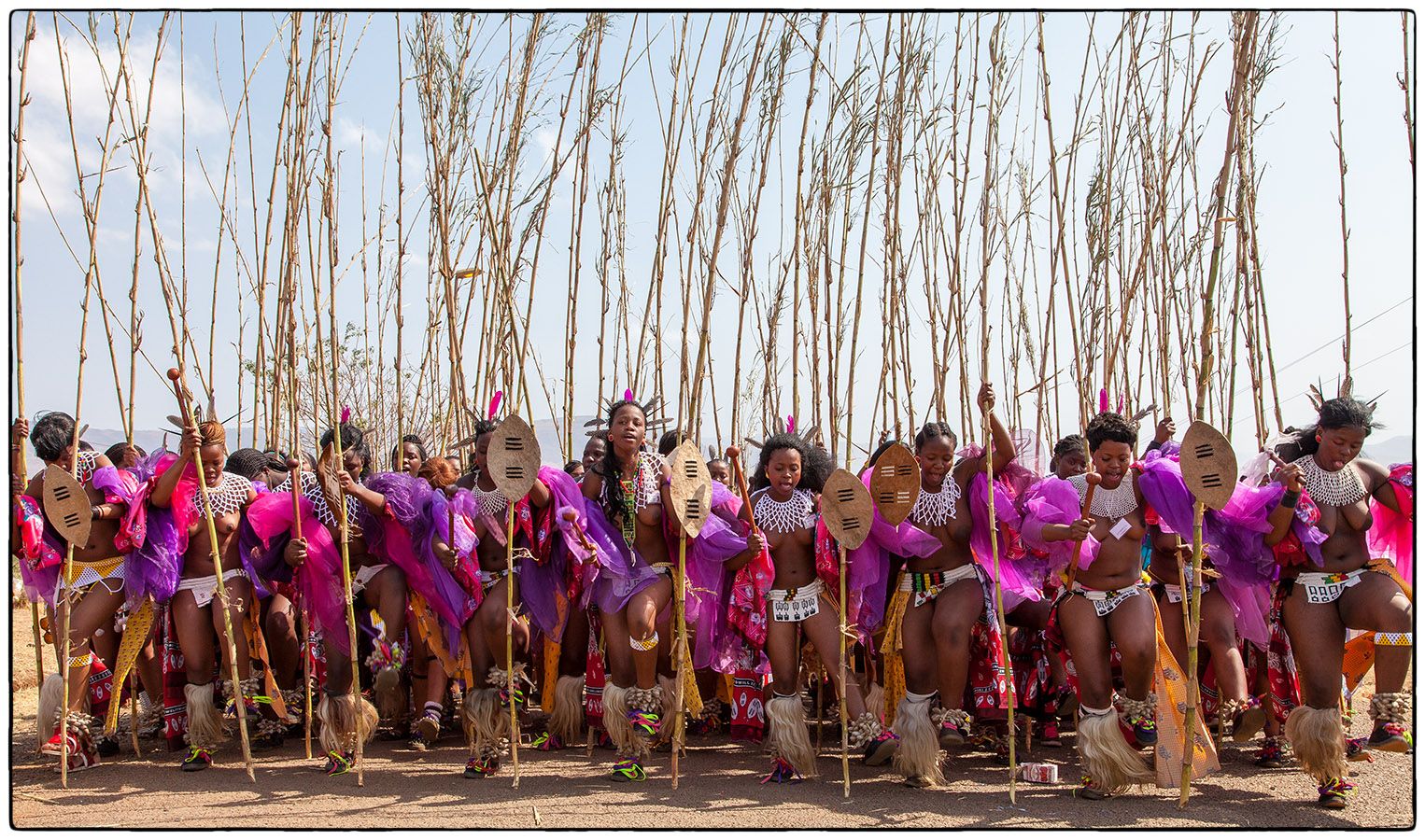 Royal Reed Dance - Photo Alain Besnard