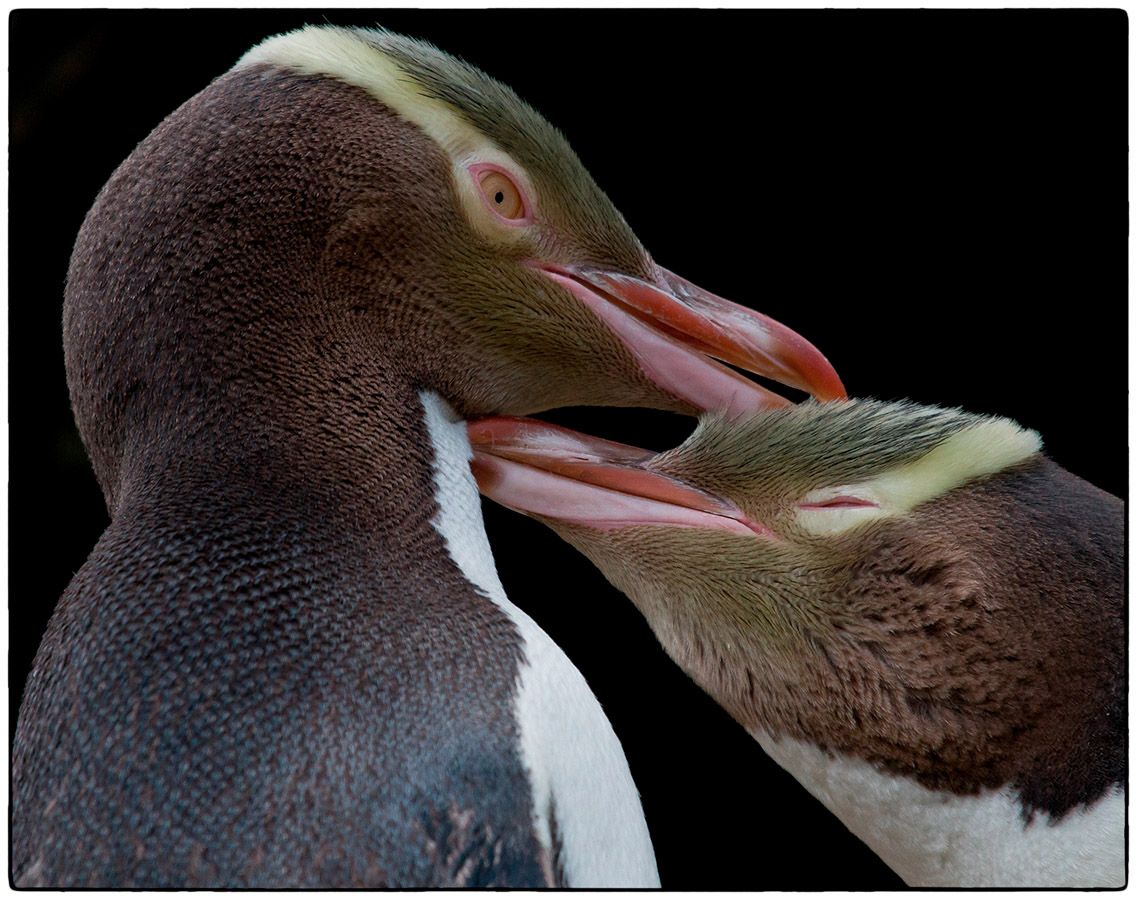 Calins - Photo Alain Besnard