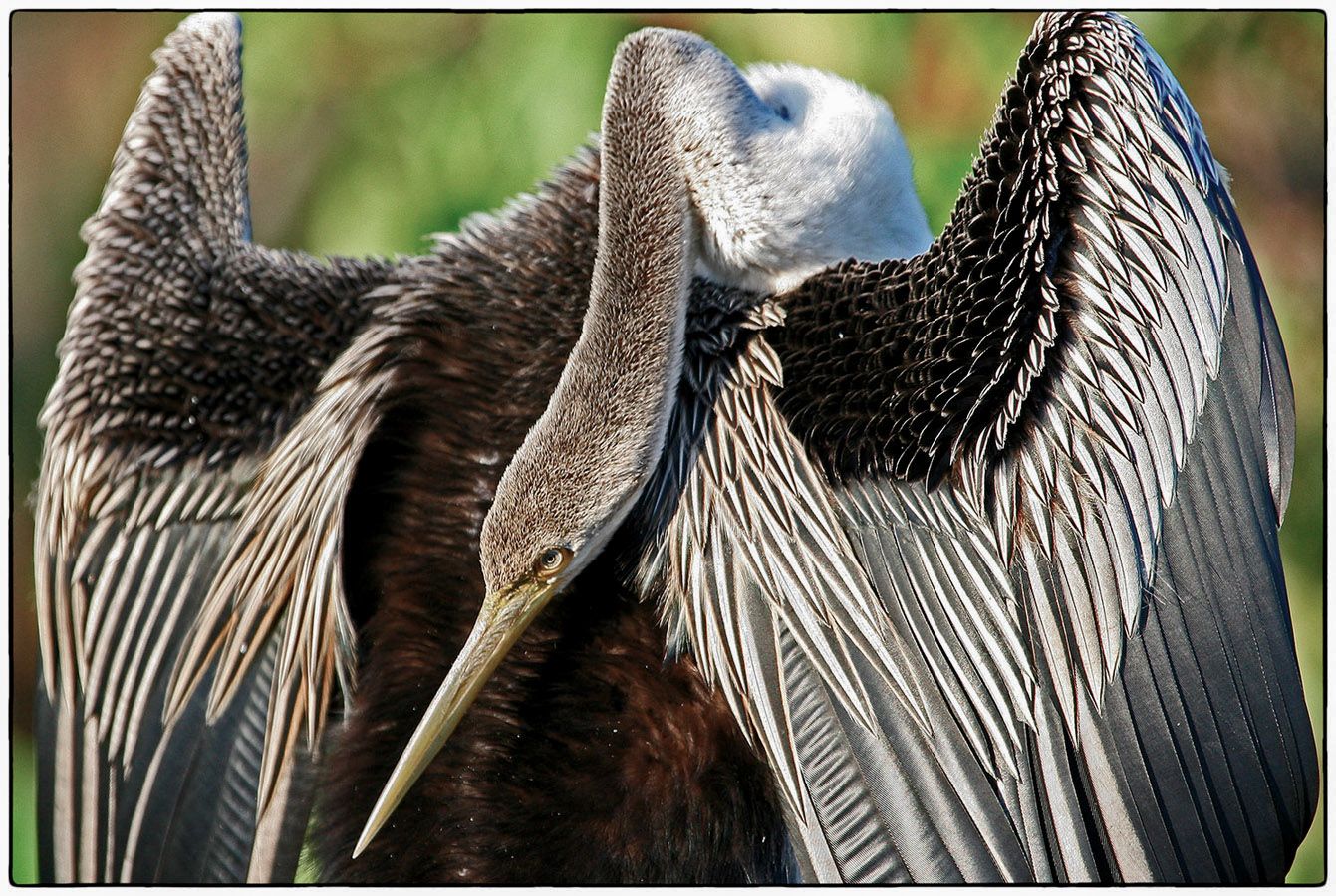 Anhinga - Photo Alain Besnard