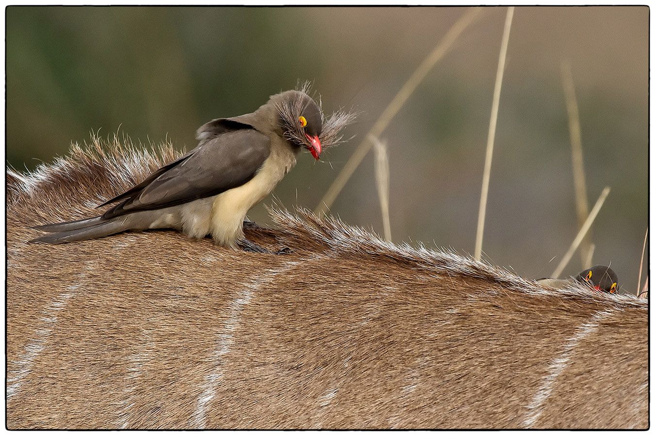 Le piqueboeuf prépare son nid - Photo Alain Besnard