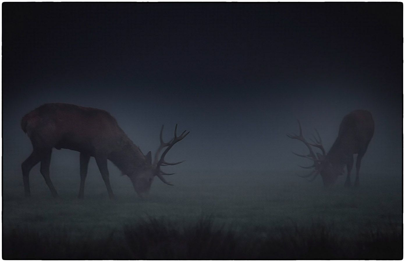 Cerfs au petit matin - Photo Alain Besnard