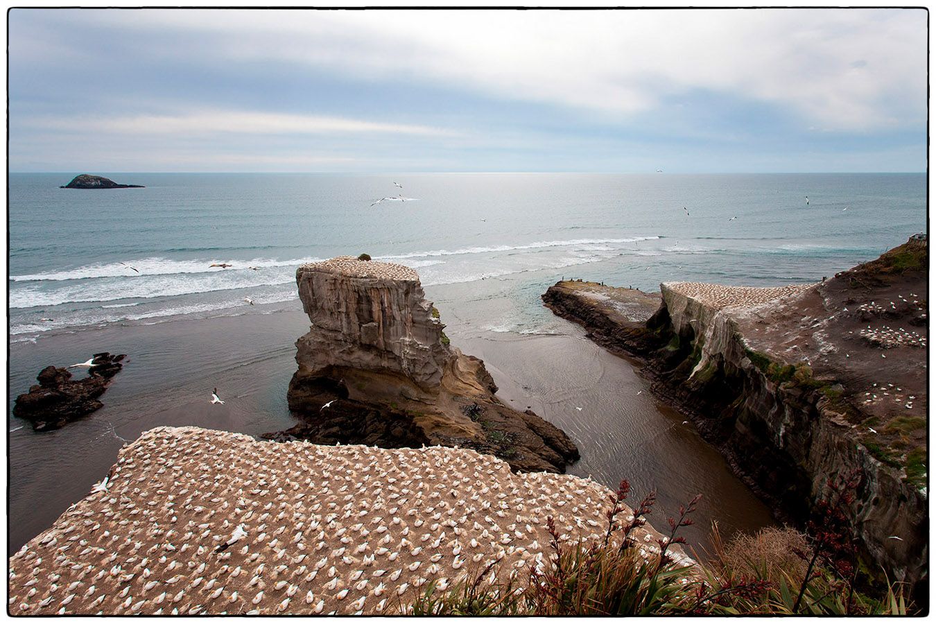 Colonie de Fous de Bassan - Photo Alain Besnard