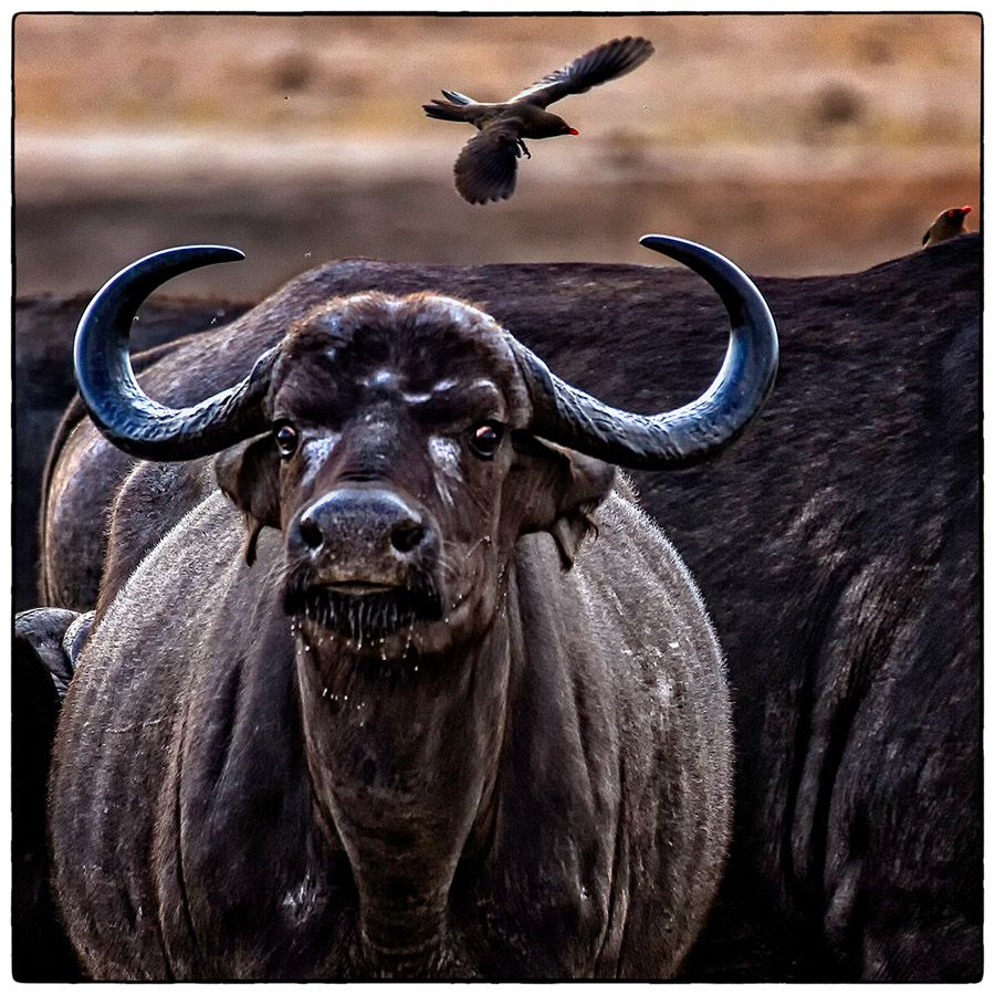 Buffle - Photo Alain Besnard