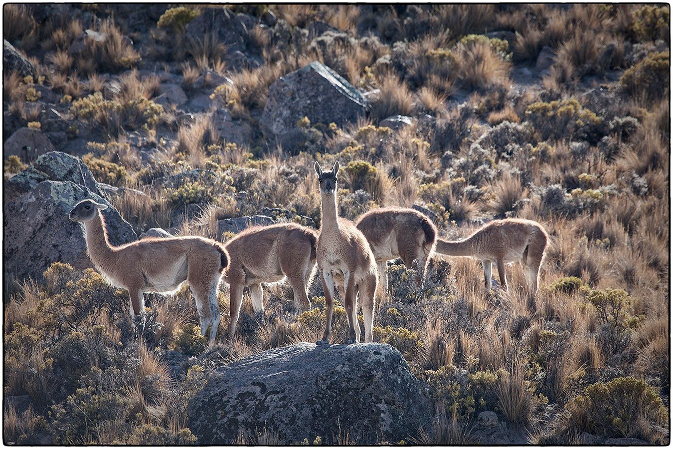 Guanacos - Photo Alain Besnard