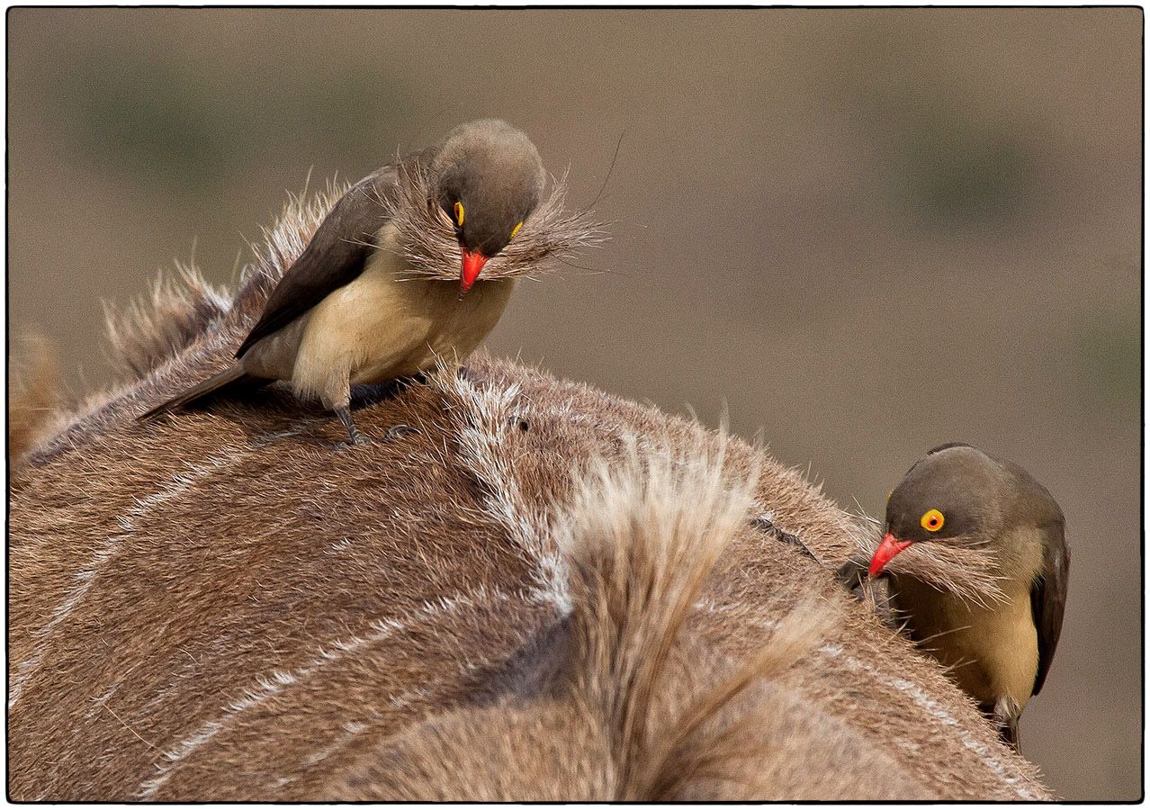 Sur le dos du Nyala - Photo Alain Besnard