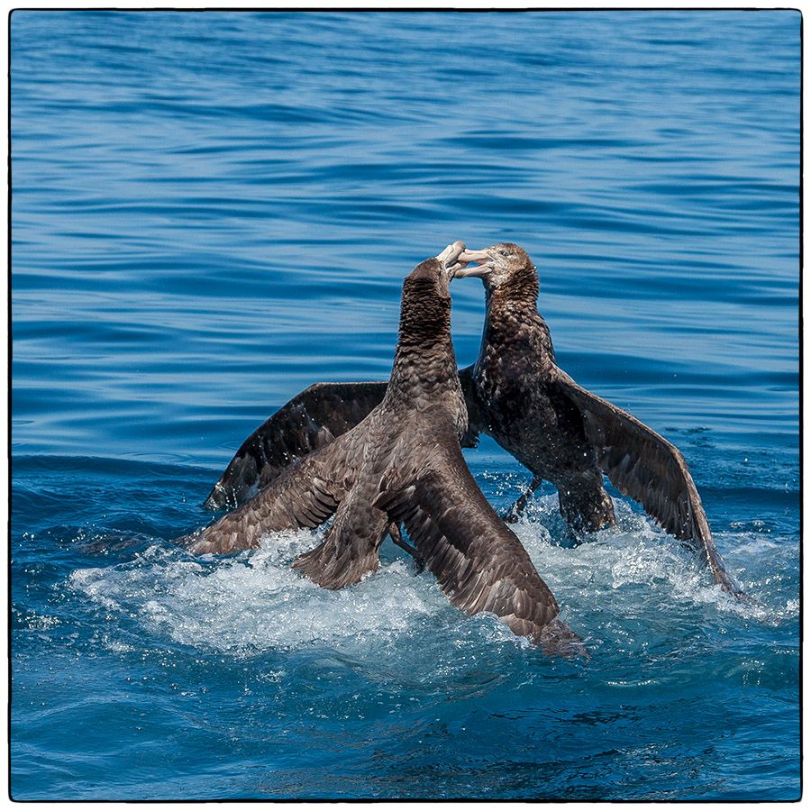 Prise de becs (Petrels géants) - Photo Alain Besnard