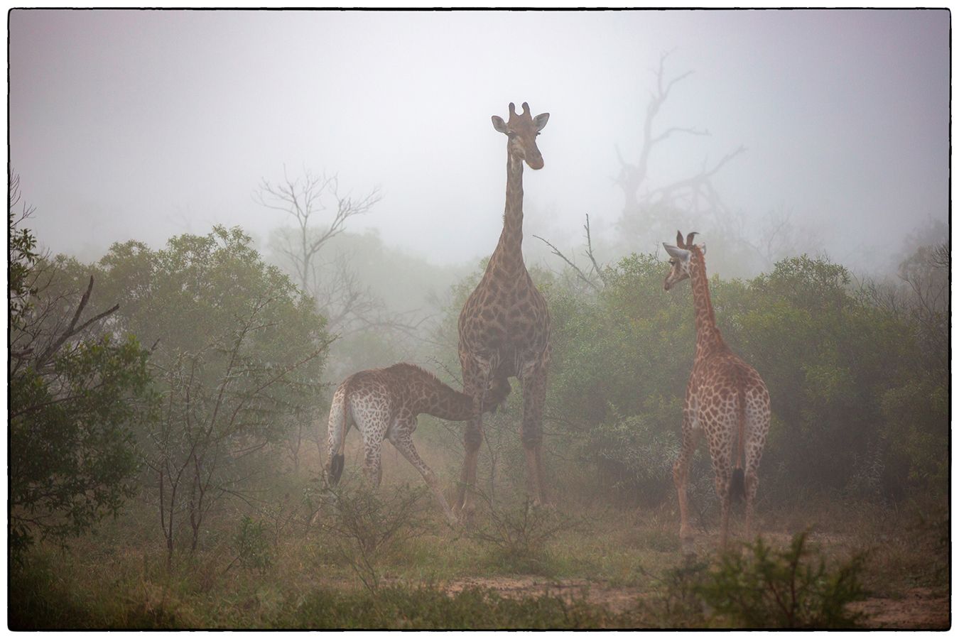 Allaitement - Photo Alain Besnard