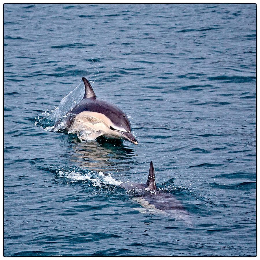 Dauphins - Photo Alain Besnard