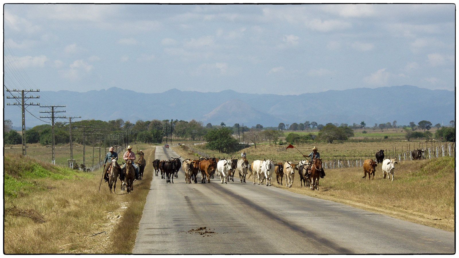 Troupeau sur la route - Photo Alain Besnard