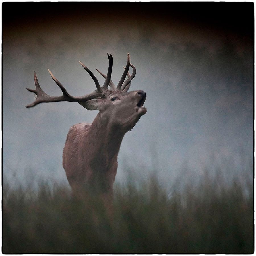 Brame du cerf - Photo Alain Besnard