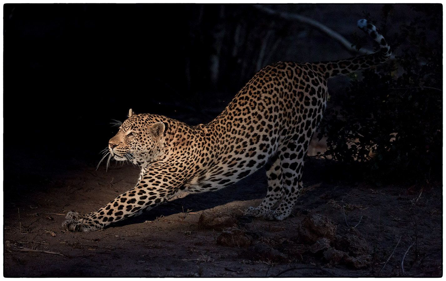 Léopard, la nuit - Photo Alain Besnard