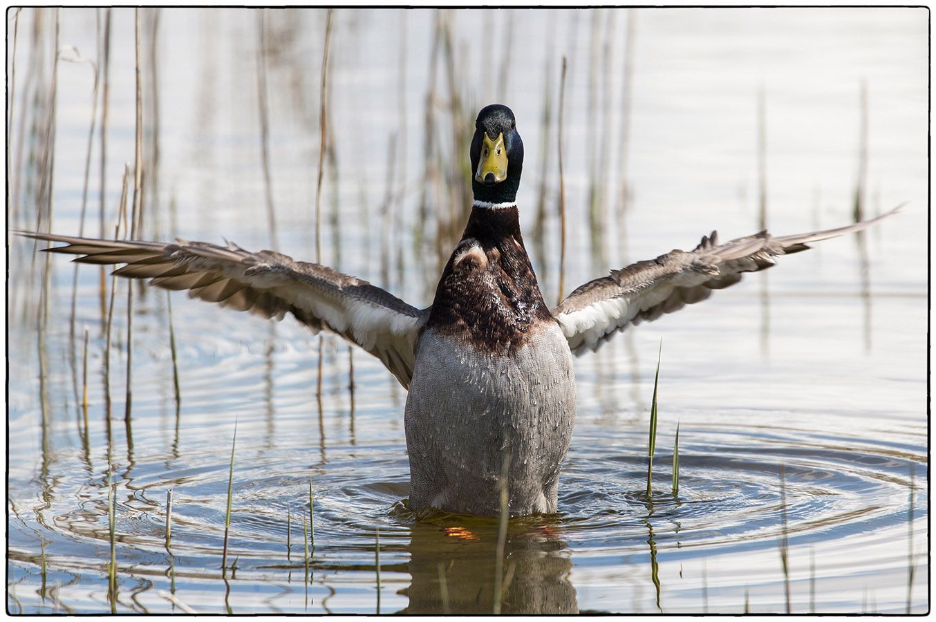 Canard en croix - Photo Alain Besnard