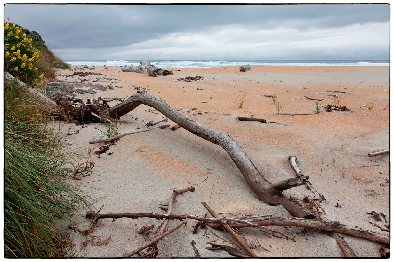 Branche échouée - Photo Alain Besnard