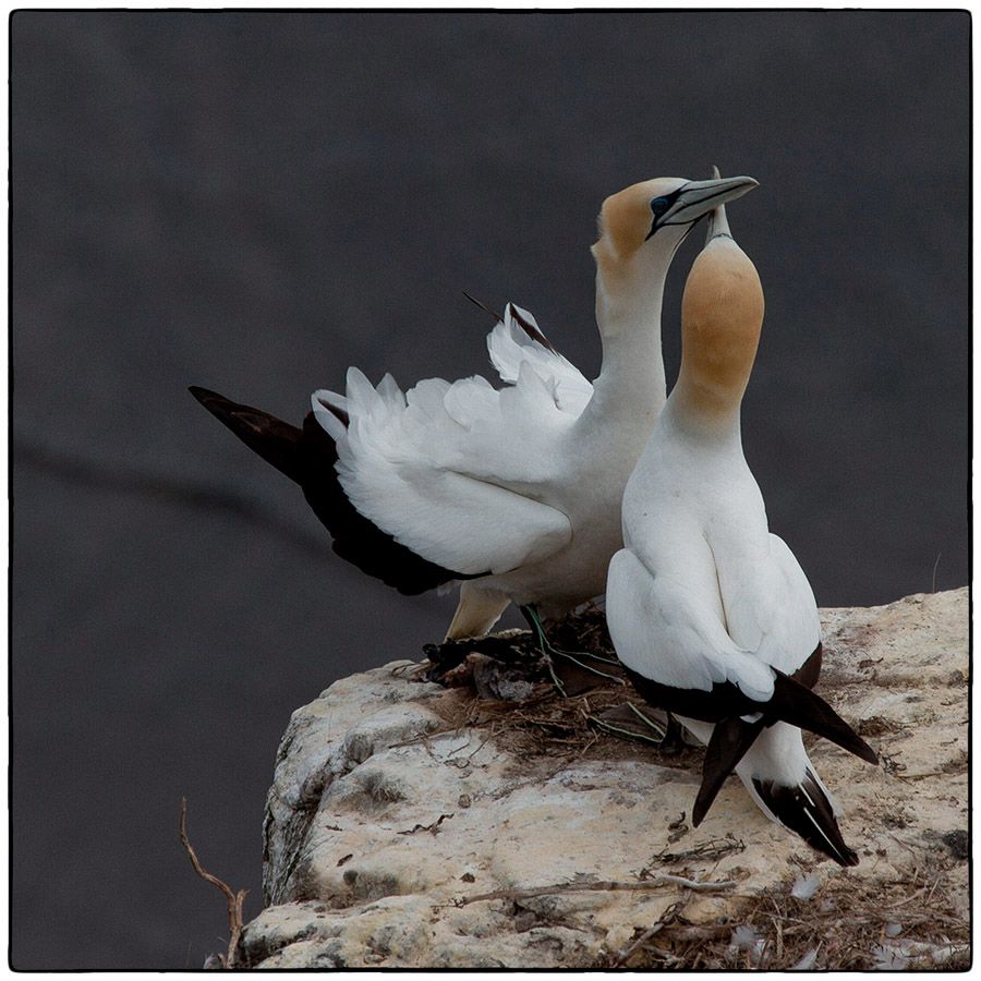 Calins de fous - Photo Alain Besnard