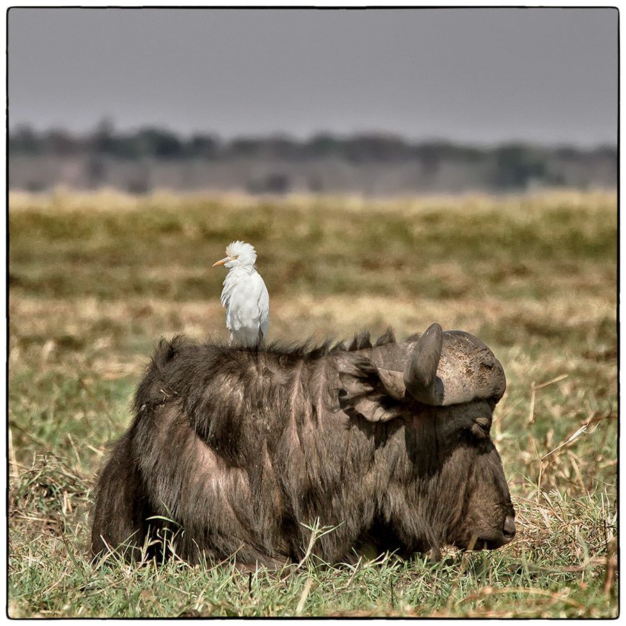 Poste d'observation - Photo Alain Besnard