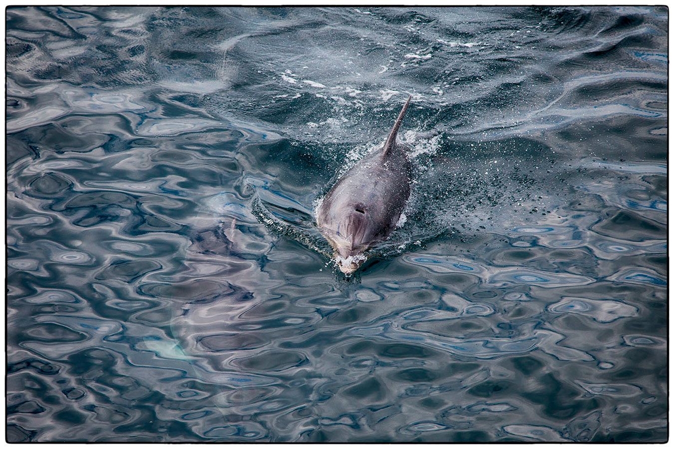 Dauphin - Photo Alain Besnard