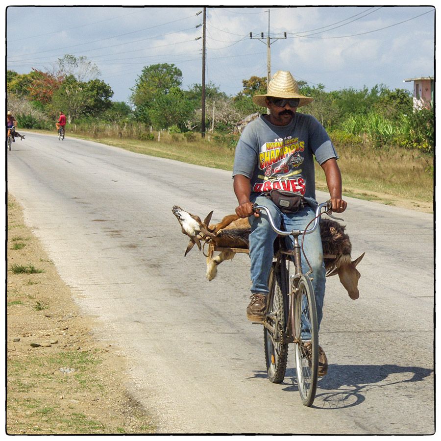 Transport d'ovins - Photo Alain Besnard